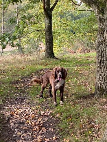 A dog in the woods