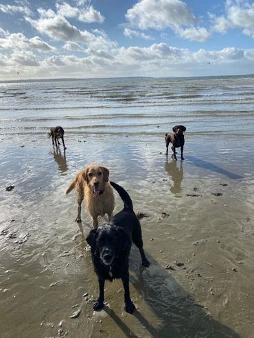 Dogs at the beach