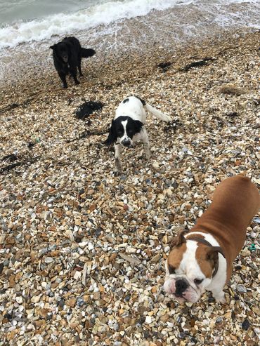 Dogs at the beach