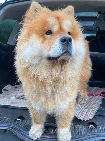 A dog in the car