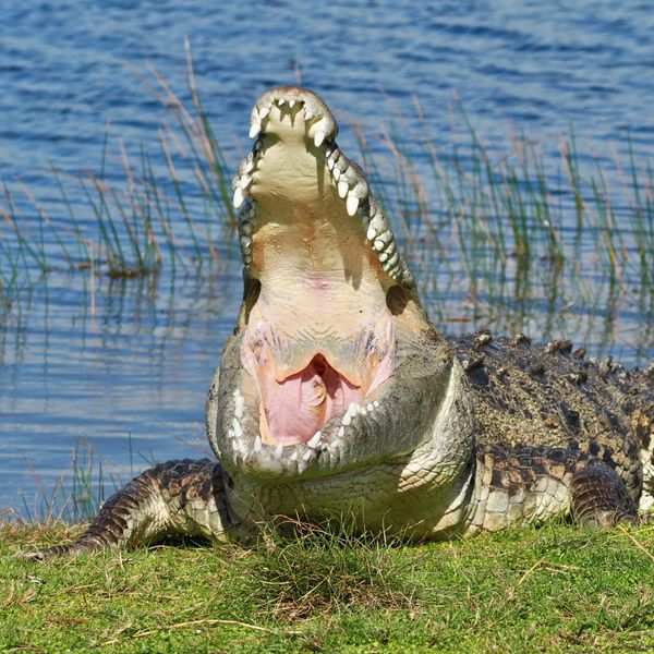 This is a rare sighting of Croczilla, presumed the largest American crocodile in Florida. 