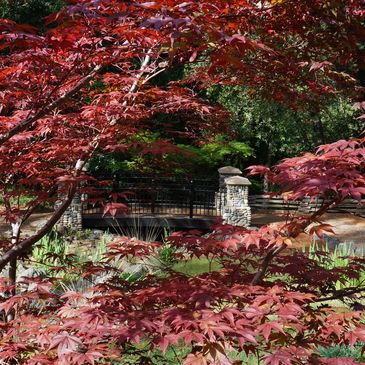 Japanese maple tree with red leaves in a serene garden setting. Paradise, California.
