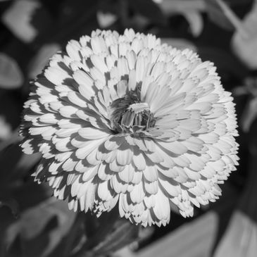 Close-up of a detailed flower in black and white.