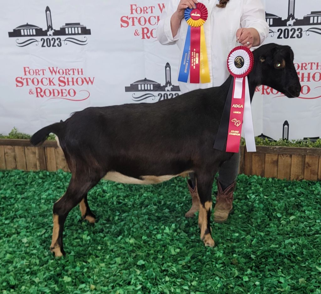 GCH & RGCH LaMancha Jr. Doe Ft. WORTH Stock Show 2023.   MT.-RIVER RANCH LUCKY CHARM   