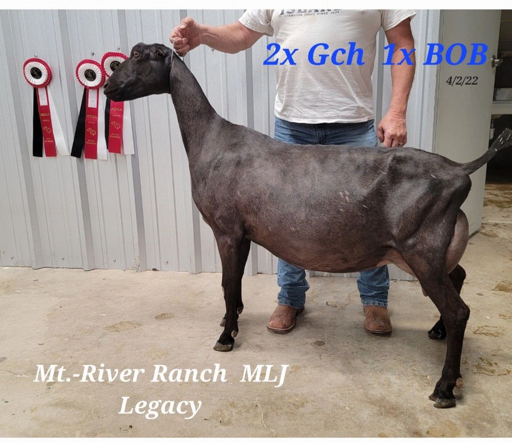 CH. MT.-RIVER RANCH MLJ LEGACY
SIRE : MINT * LEAF JOURNEY
DAM:  MT.-RIVER RANCH  EZ LOVIE DOVIE