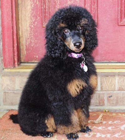 Lilly Mini Poodle Black and Brown