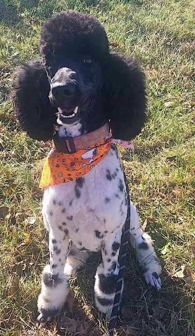 Dolly Black and White Standard Poodle
