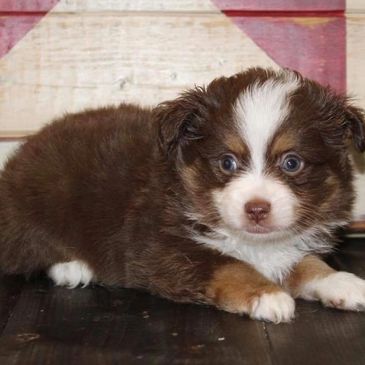 Red Tri Toy Aussie 