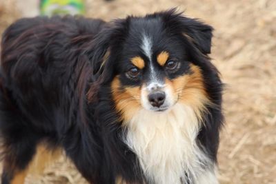 Black Tri Toy Aussie 