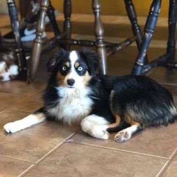 Ryder, Toy Aussie, Black Tri