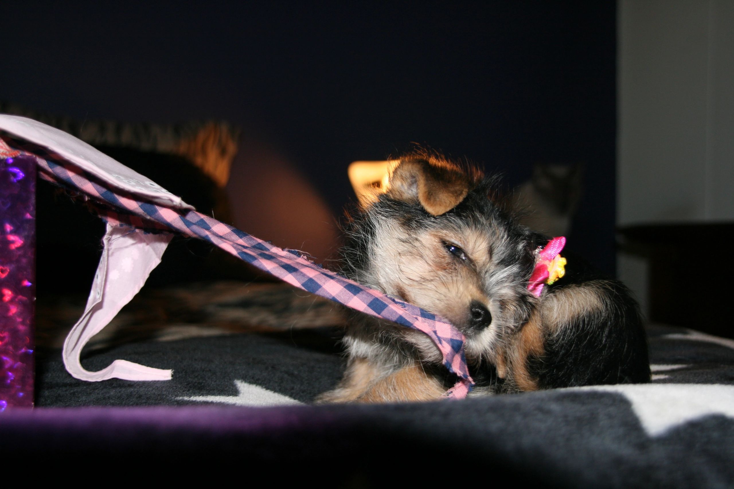 Animalerie Patte Mobile et Toilettage Patte D'Art dog grooming listing photo