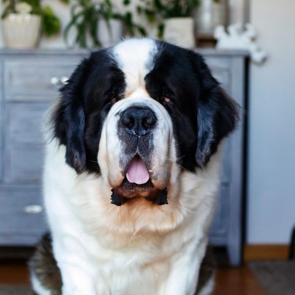 Large Saint Bernard dog sitting indoors with tongue out.