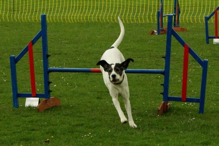 Dragon Play & Sports in South Wales - Dog Agility equipment – Big trend for  public amenities in 2020
