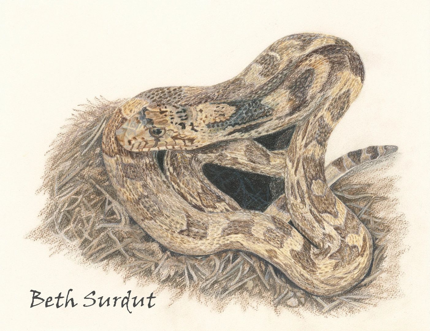 Gopher snake drawing by Beth Surdut