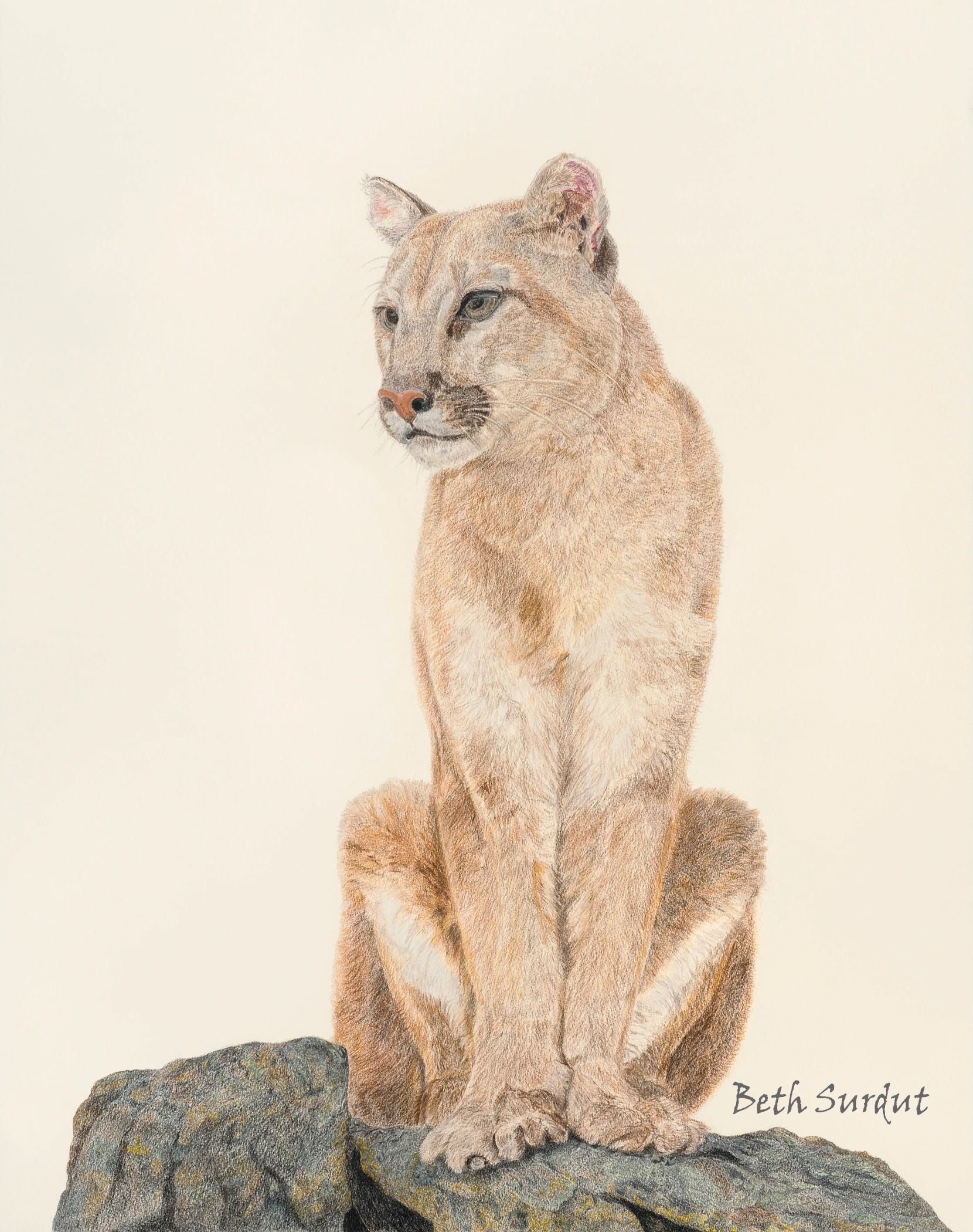 Moutain lioness drawing titled You Should Be So Lucky by Beth Surdut