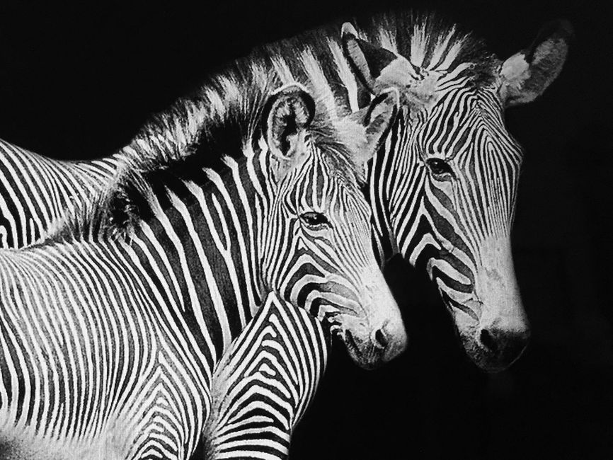 The Zebra is the mascot for those with Ehlers-Danlos Syndrome.  