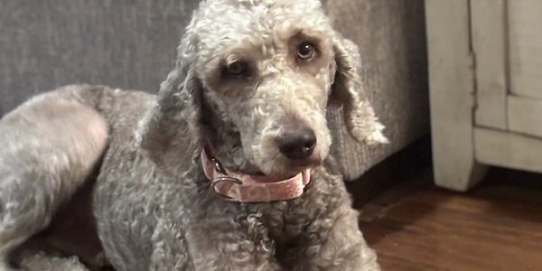 silver goldendoodle in lay down position.