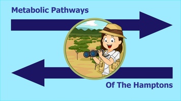 Metabolic Pathways of The Hamptons