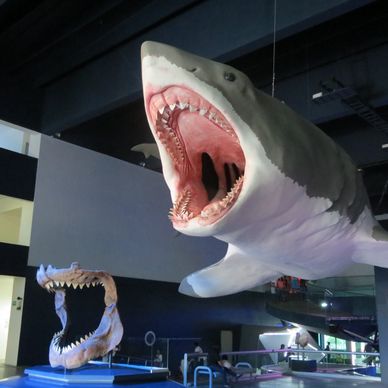 Large shark model with open mouth in a museum exhibit.