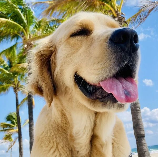Golden smiling at the beach