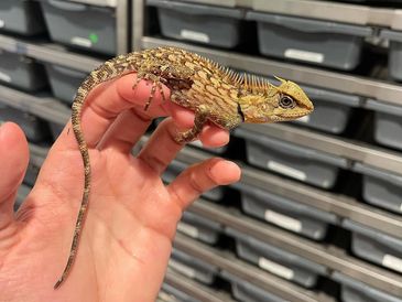 A person holding a spiny lizard with yellow and brown scales.