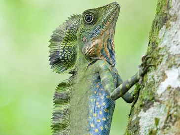 Close-up of a colorful green and blue lizard climbing a tree.