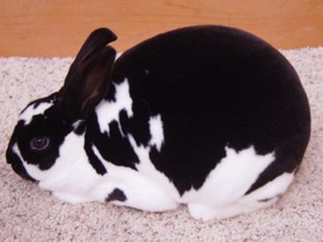 Black and white rabbit resting on carpet.