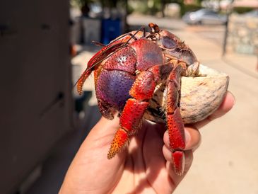 A vibrant red and purple hermit crab held in a hand outdoors.
