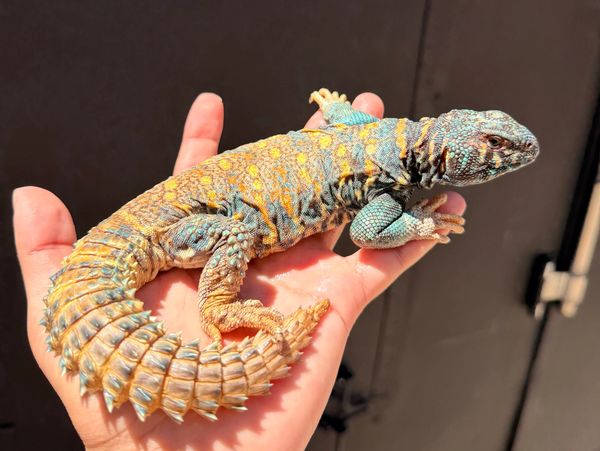 Colorful lizard resting on a person's hand under sunlight.