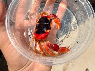 A vibrant red and black crab held in a clear plastic container.