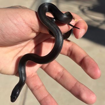 Small black snake coiled around a person's hand.