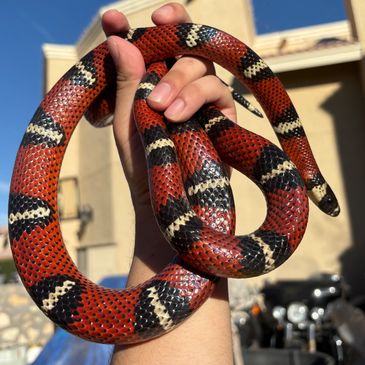 Person holding a red, black, and white banded snake outdoors.