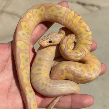 A person holding a pale yellow and orange patterned snake.