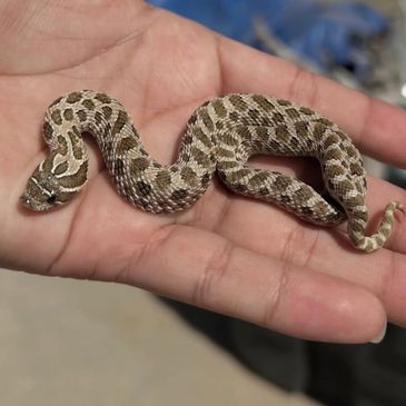 Small snake with patterned scales resting on a person's hand.