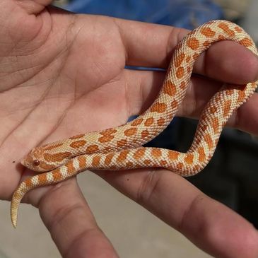 A small orange and white patterned snake resting on a person's hand.