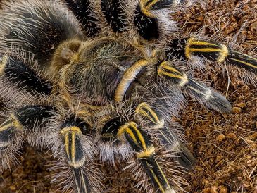Close-up of a hairy tarantula on soil.