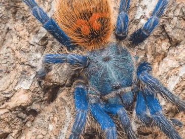 Close-up of a vibrant blue and orange tarantula on tree bark.