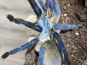 Close-up of a blue tarantula on soil.