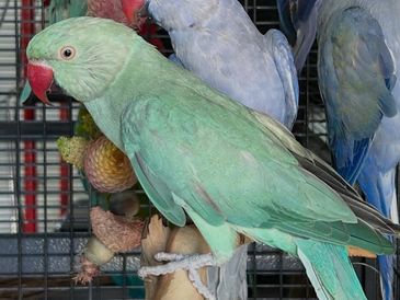 A green parrot perched inside a cage with other birds.