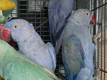 A green parrot perched inside a cage with other birds.