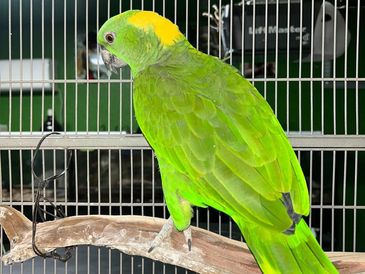 A green parrot with a yellow patch on its head perched inside a cage.