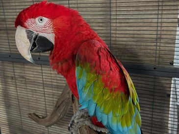 Colorful red and green macaw perched inside a cage.