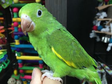 A vibrant green parrot perched on a person's hand indoors.