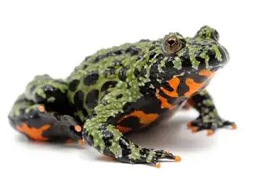 A green and black spotted frog with orange markings.