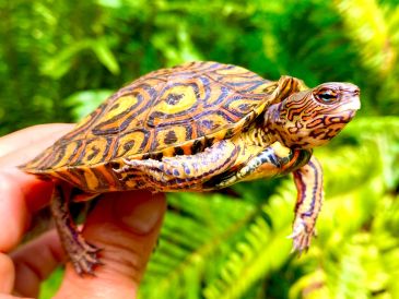 A person holding a small turtle with intricate shell patterns.