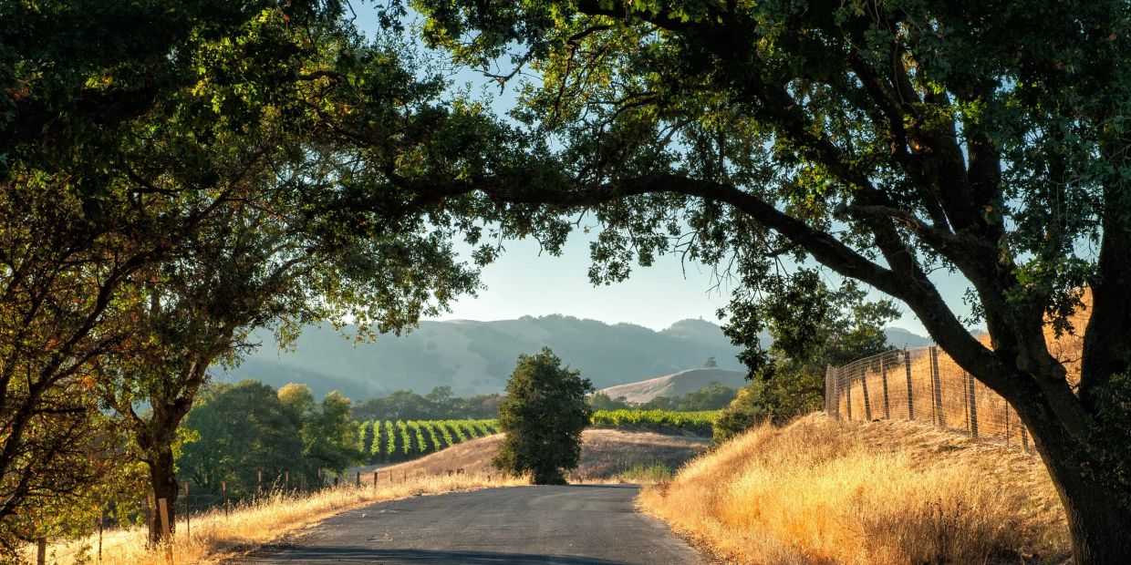 Country road framed by trees and hills.