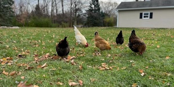 Chickens pecking on a grassy yard with fallen leaves.