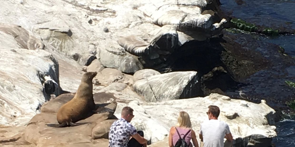 Seal telling a story at La Jolla, CA