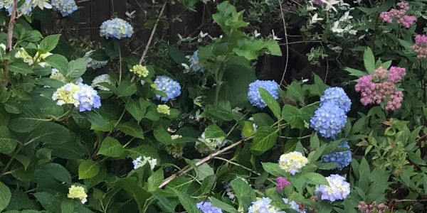 Blue and pink hydrangea flowers blooming in a garden.