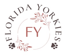 Florida Yorkies